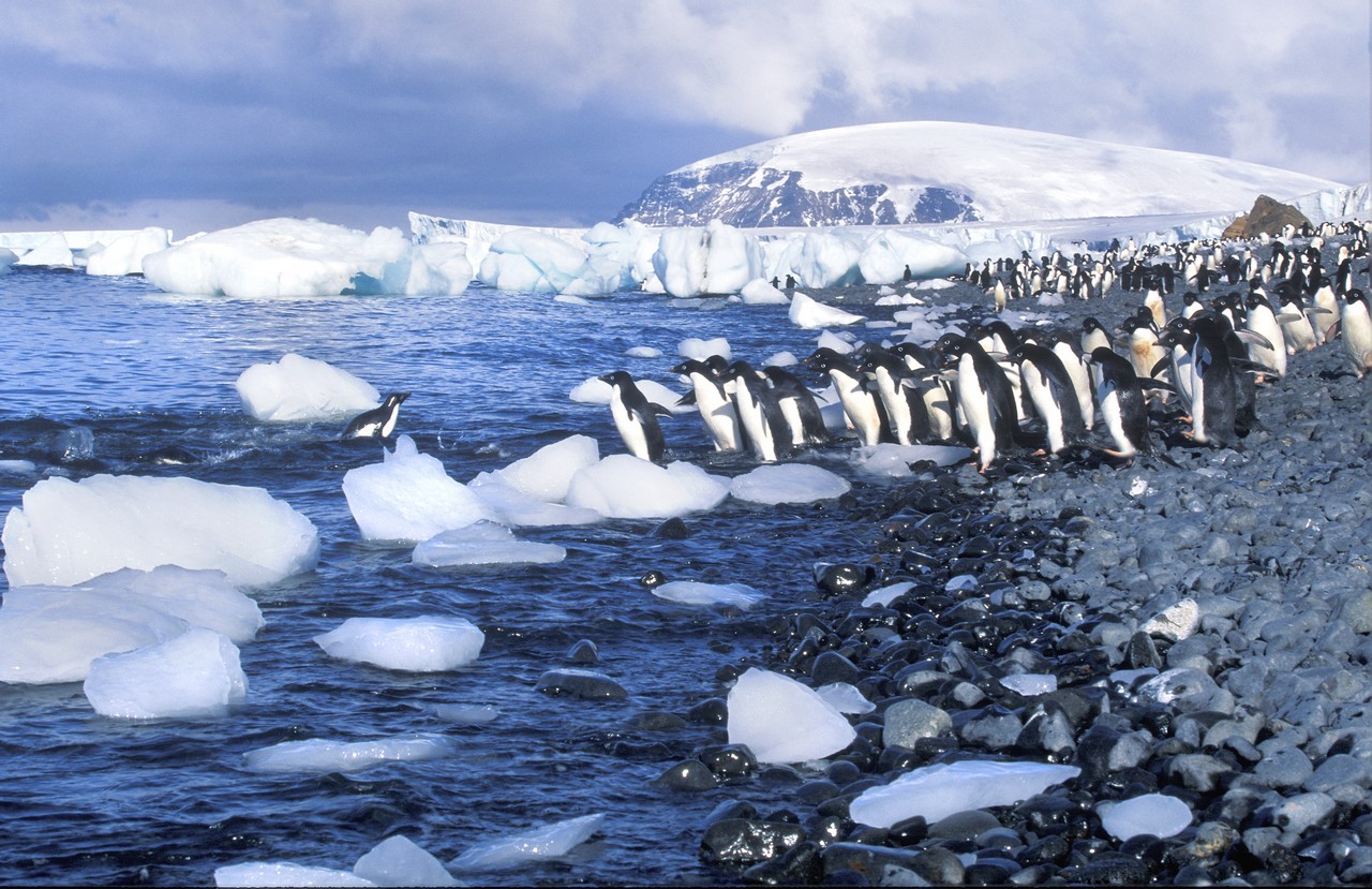 Adelie penguins in Antarctica