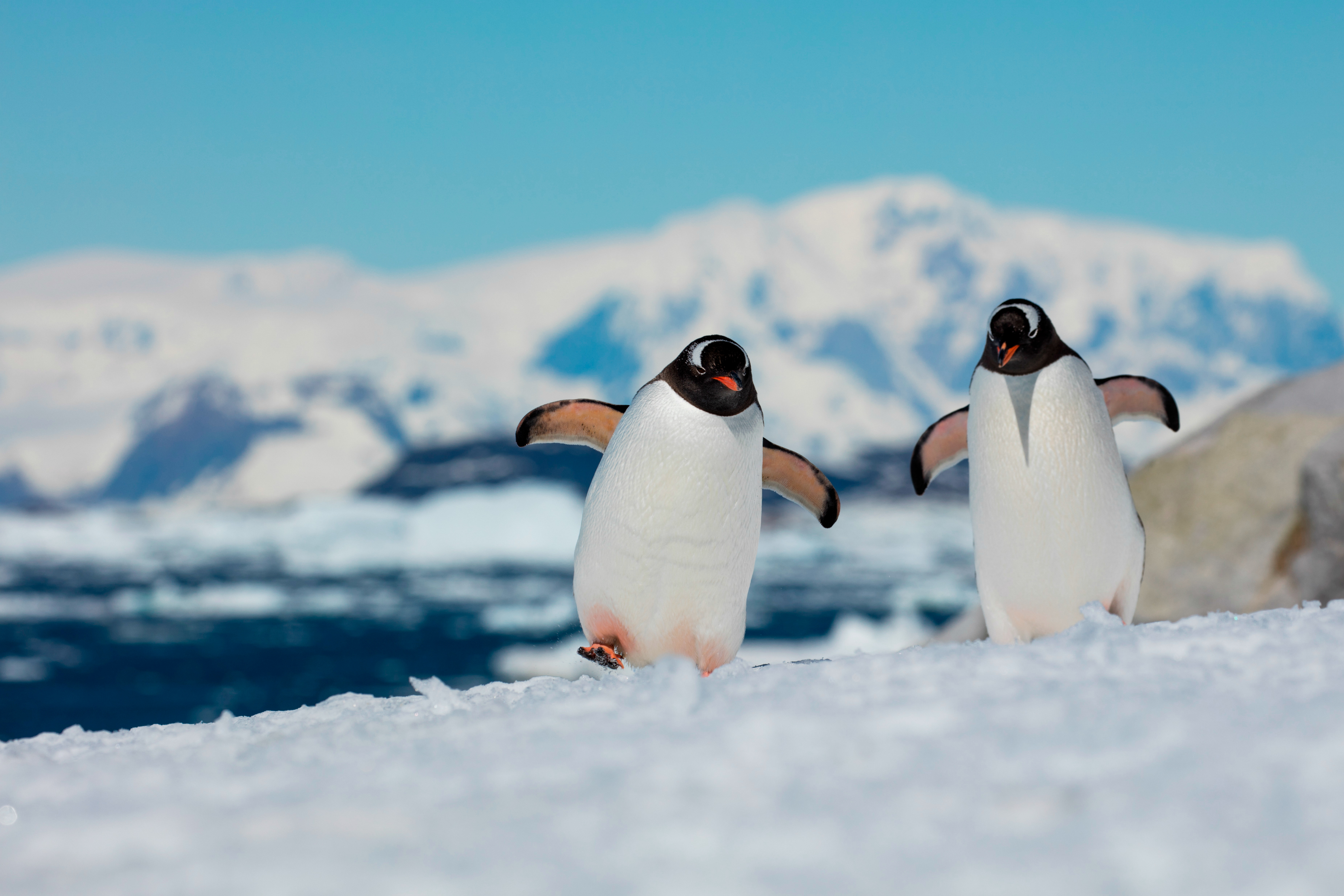 Cruise to the Antarctic Peninsula