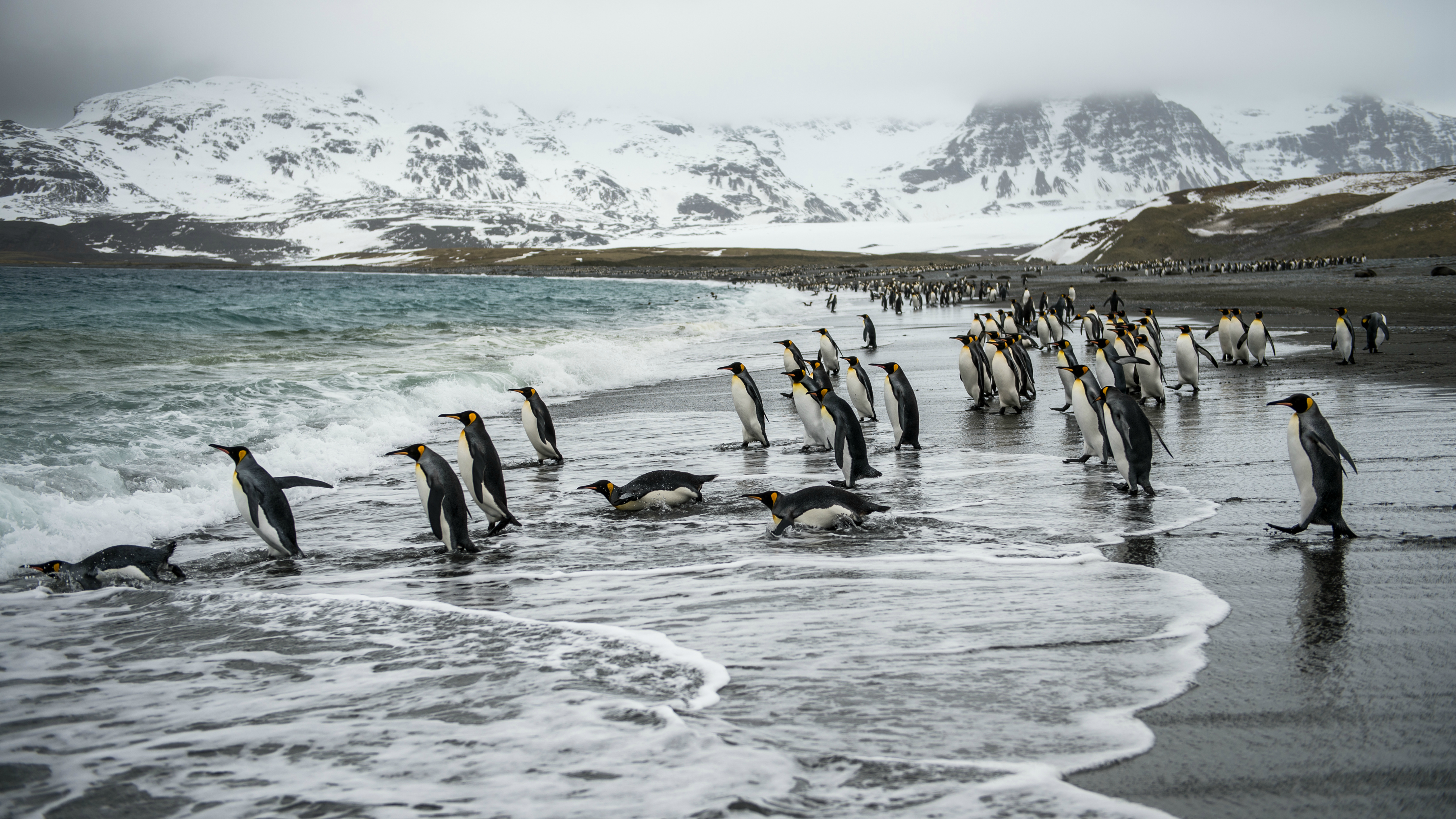 King penguins, South Georgia