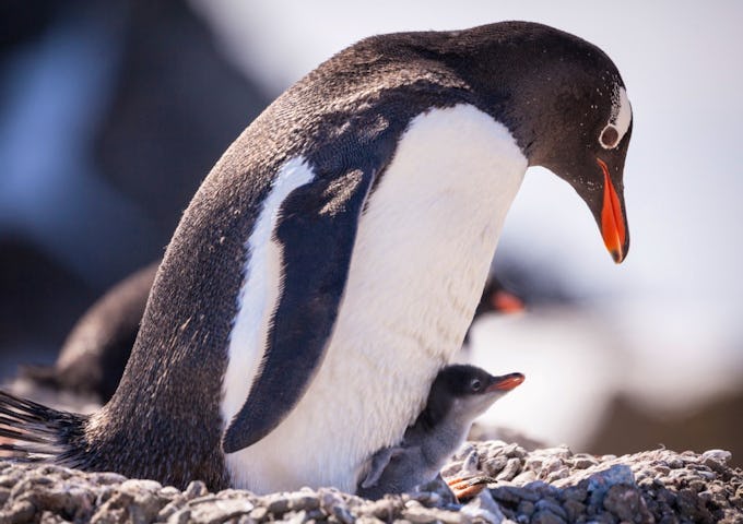 Gentoo penguin with chick, Antarctica