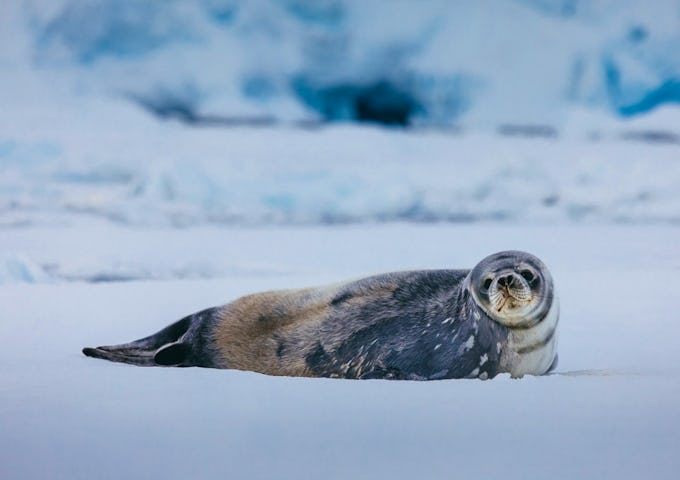 Weddell seal in Antarctica