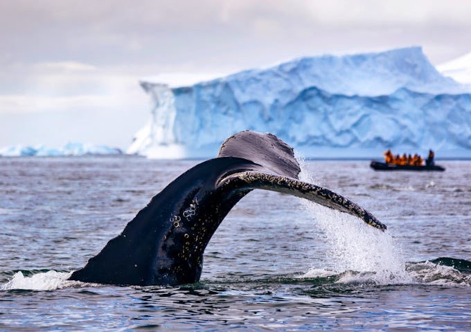 Whale fluke and zodiac cruise, Antarctica