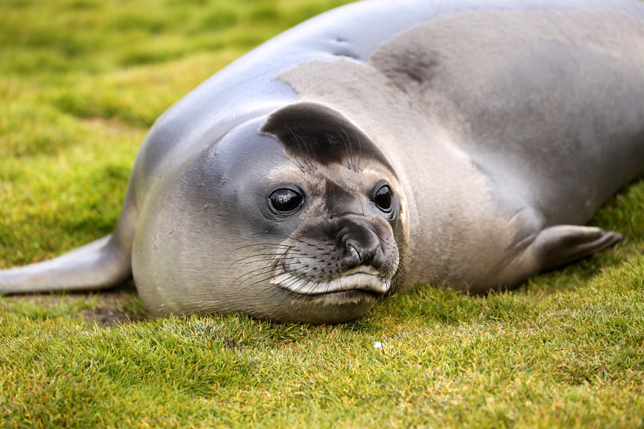 Elephant seal at Stromness Bay, South Georgia