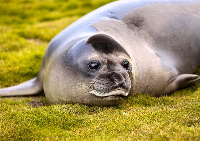 Elephant seal at Stromness Bay, South Georgia