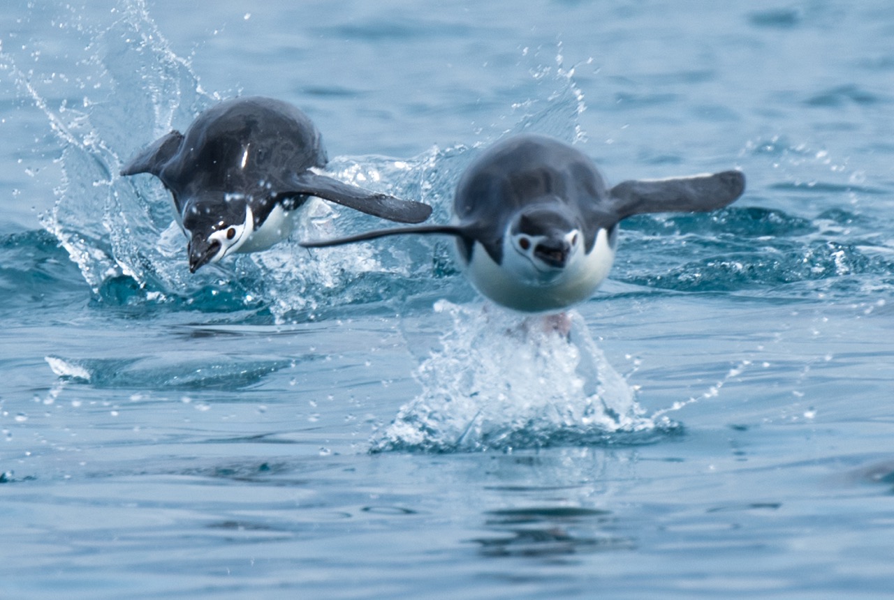 Fly & Cruise Polar Circle