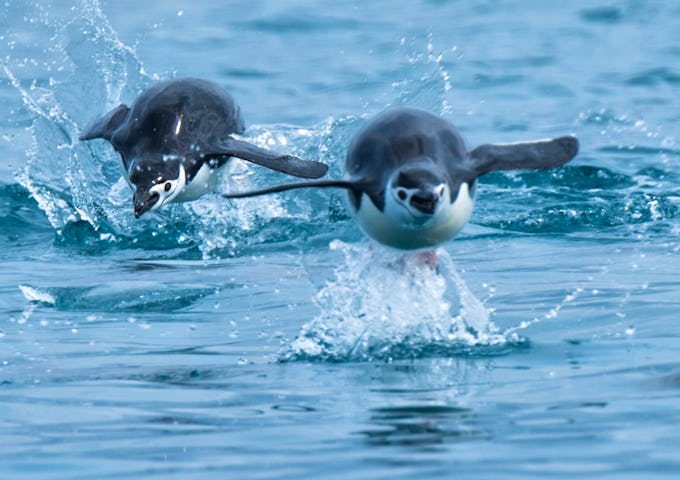 Fly & Cruise Polar Circle