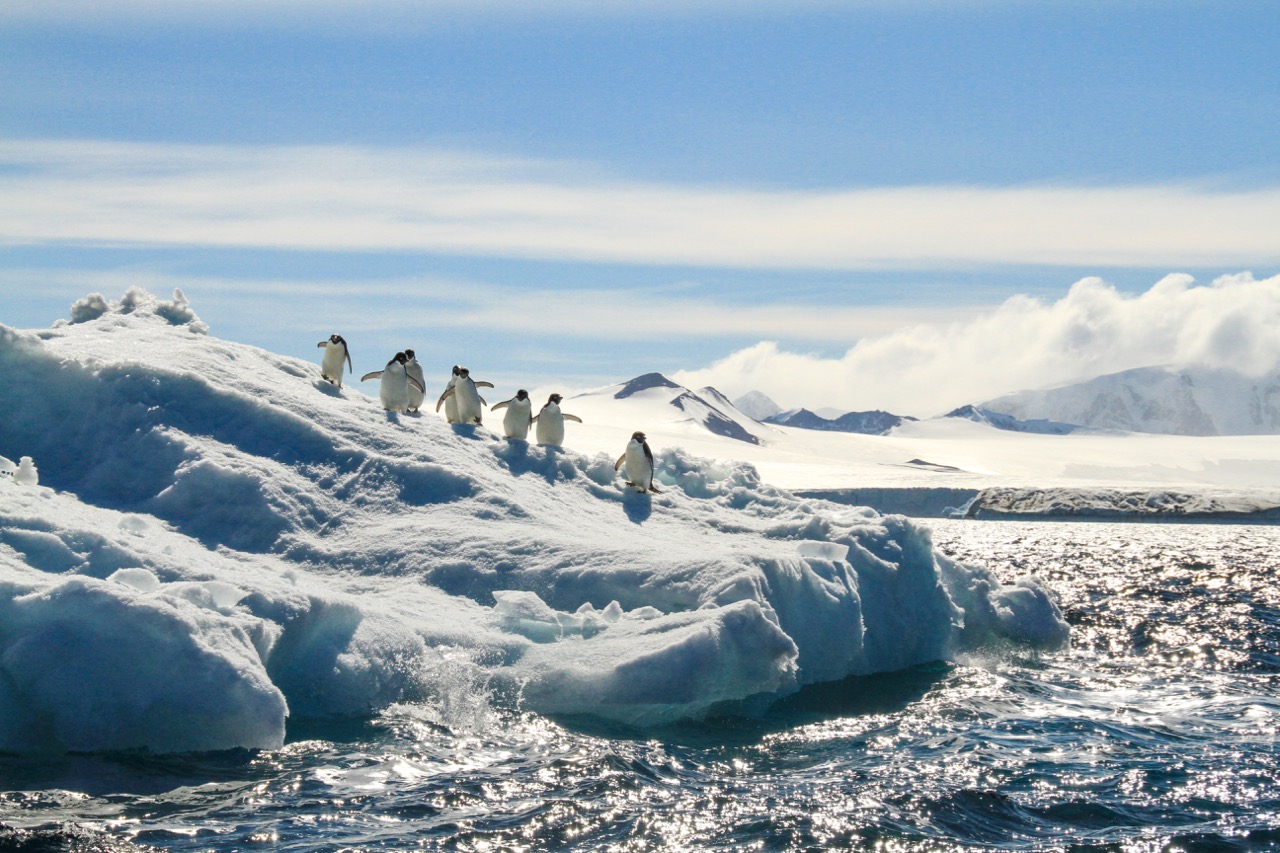 Ultimate Antarctica: South Georgia & Antarctic Circle