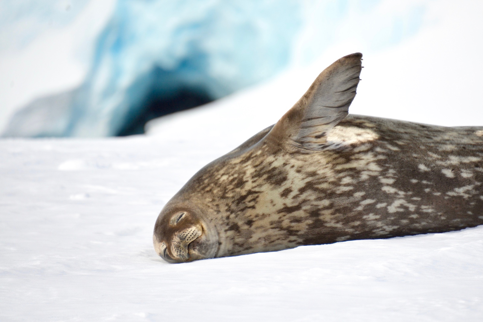 Antarctica, South Georgia & Falklands In Style