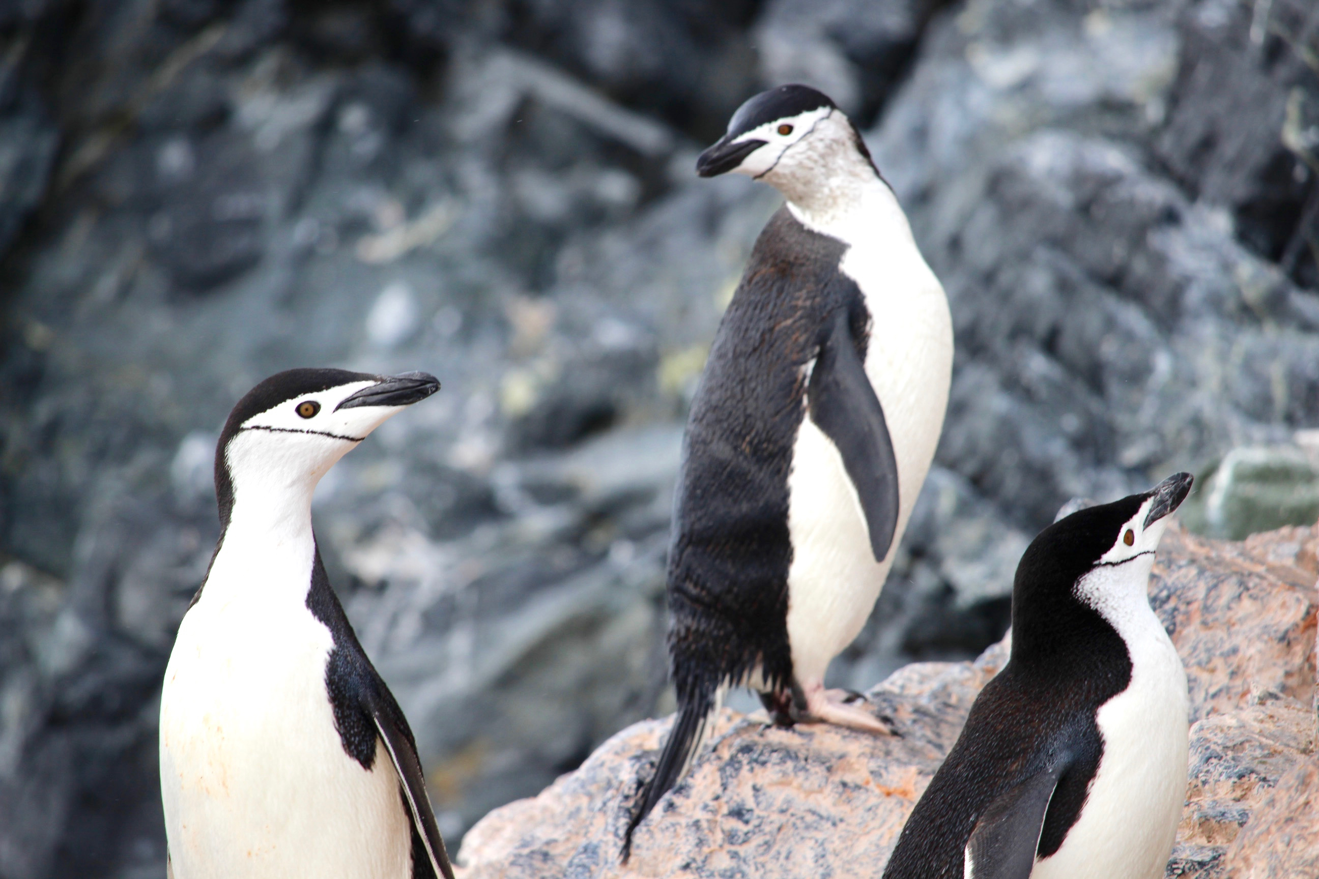 Antarctic Fly & Cruise Safari
