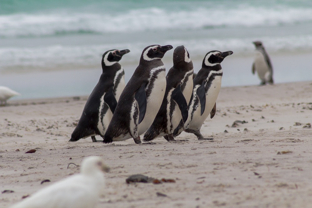 A group of four Magellanic penguins on a sandy beach on Carcass Island in the Falklands Islands. In the foreground there is a blurred sheathbill