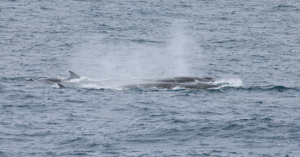 What to expect in Antarctica