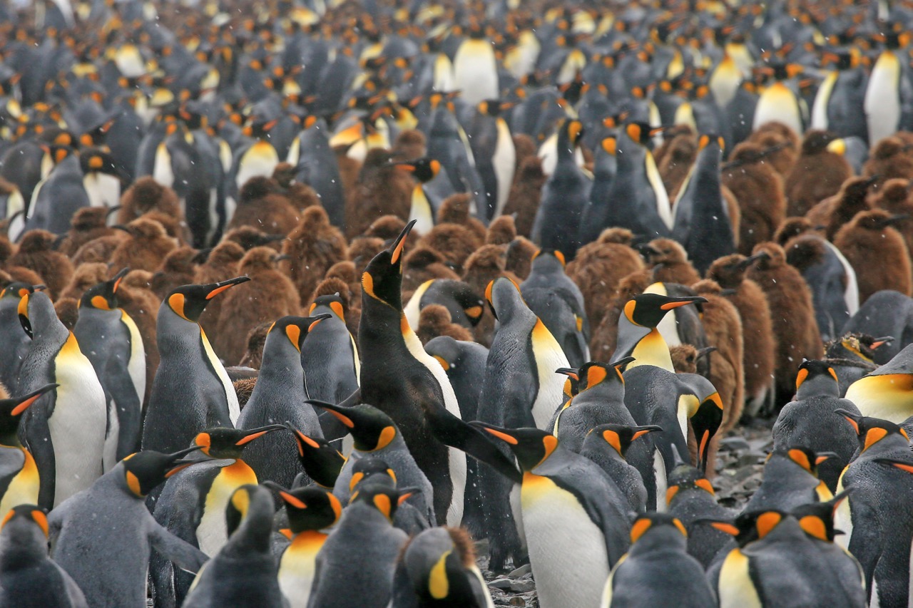 Antarctica, South Georgia & Falklands In Style