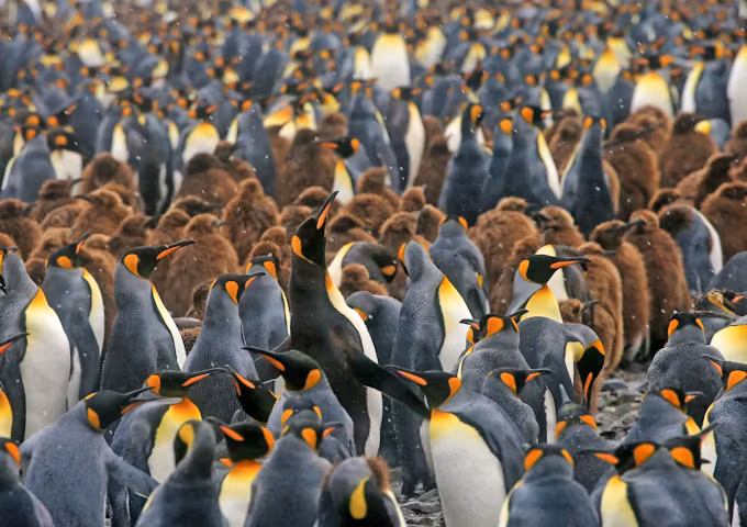 Antarctica, South Georgia & Falklands In Style