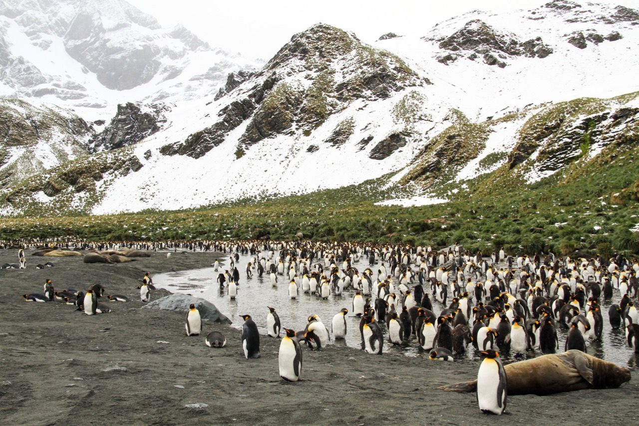 Photography Tours South Georgia