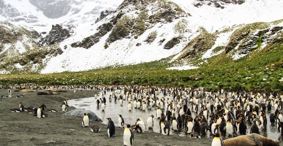 South Georgia Luxury Cruises