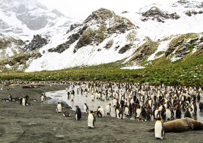 Photography Tours South Georgia