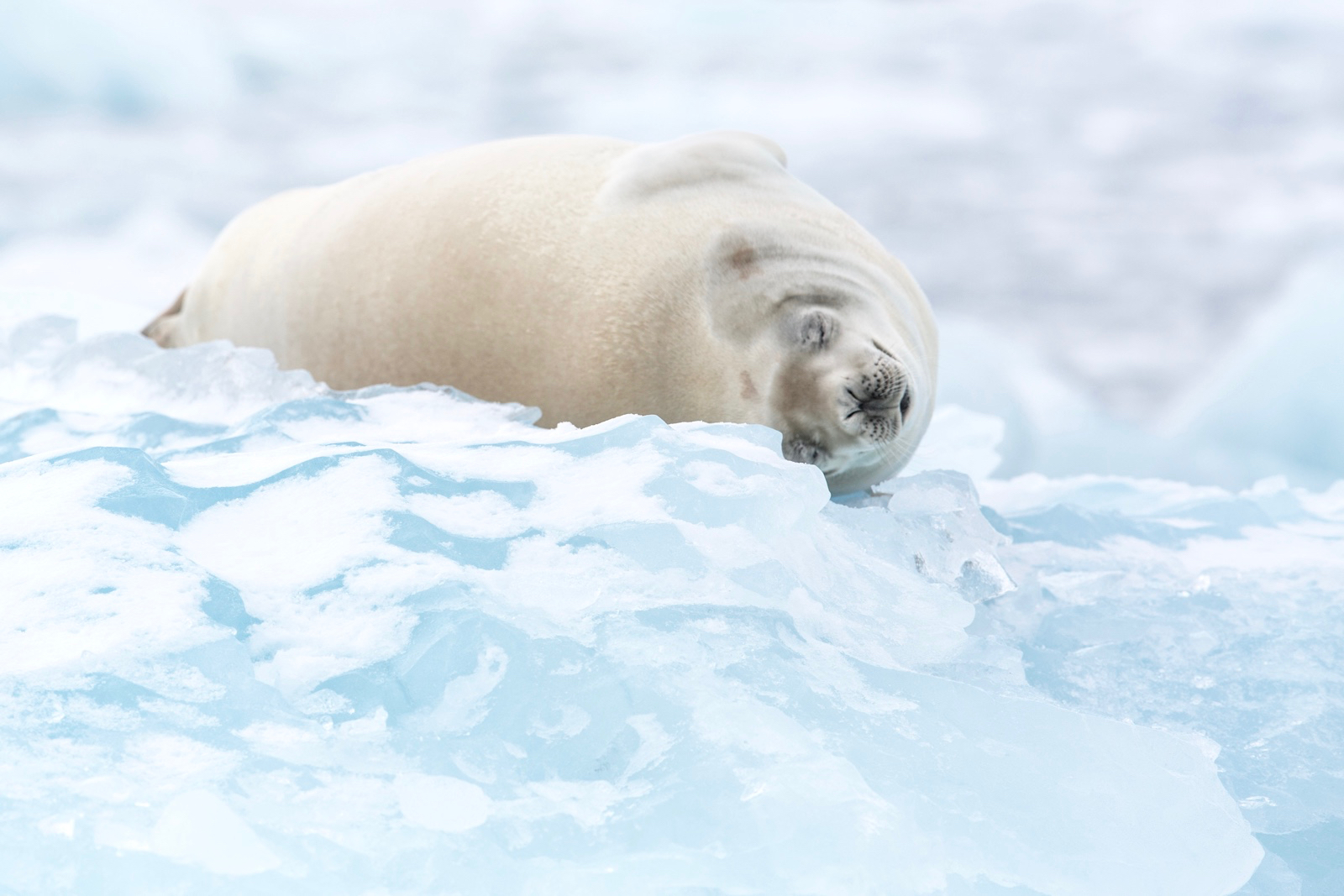 Antarctic Peninsula Helicopter Safari