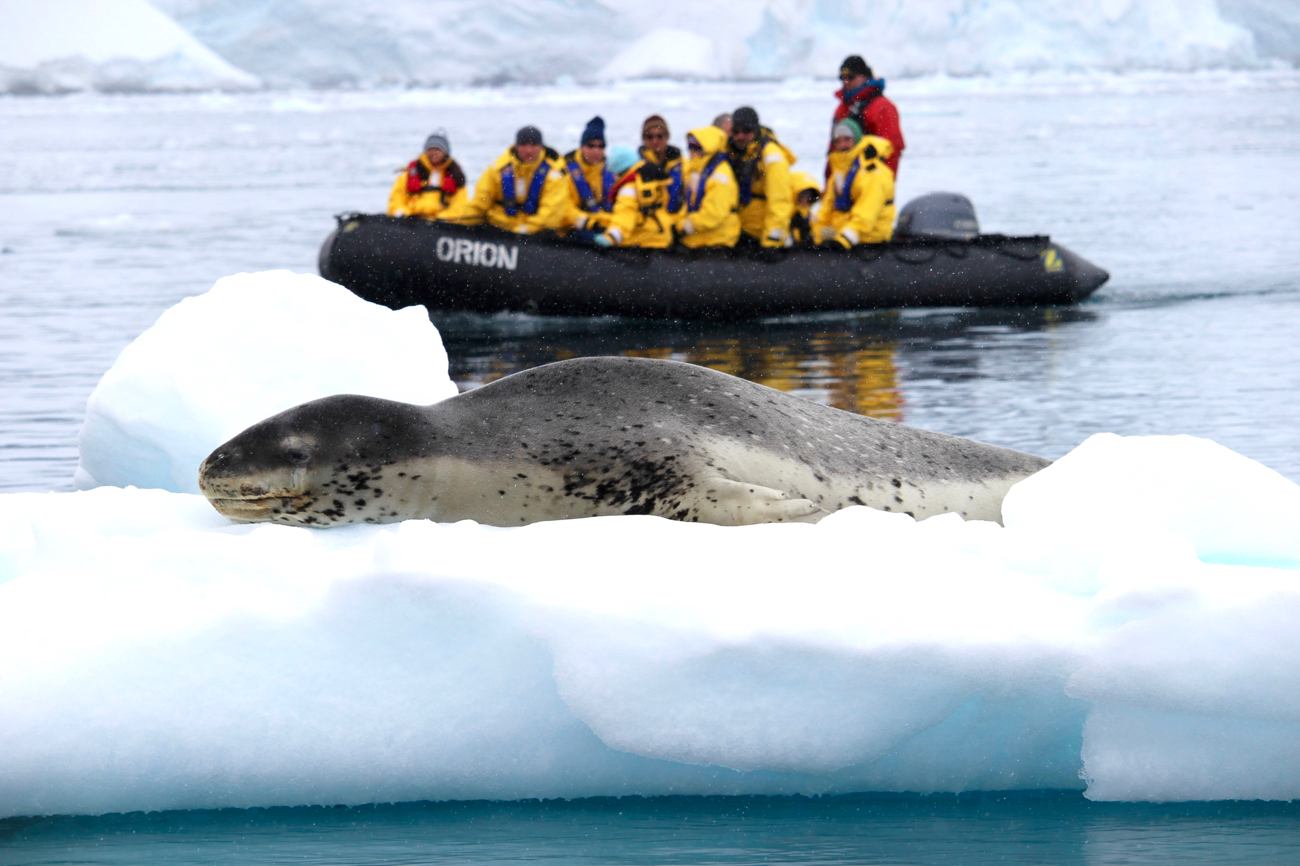 A leopard seal relaxes on an iceberg, Antarctica, zodiac cruise