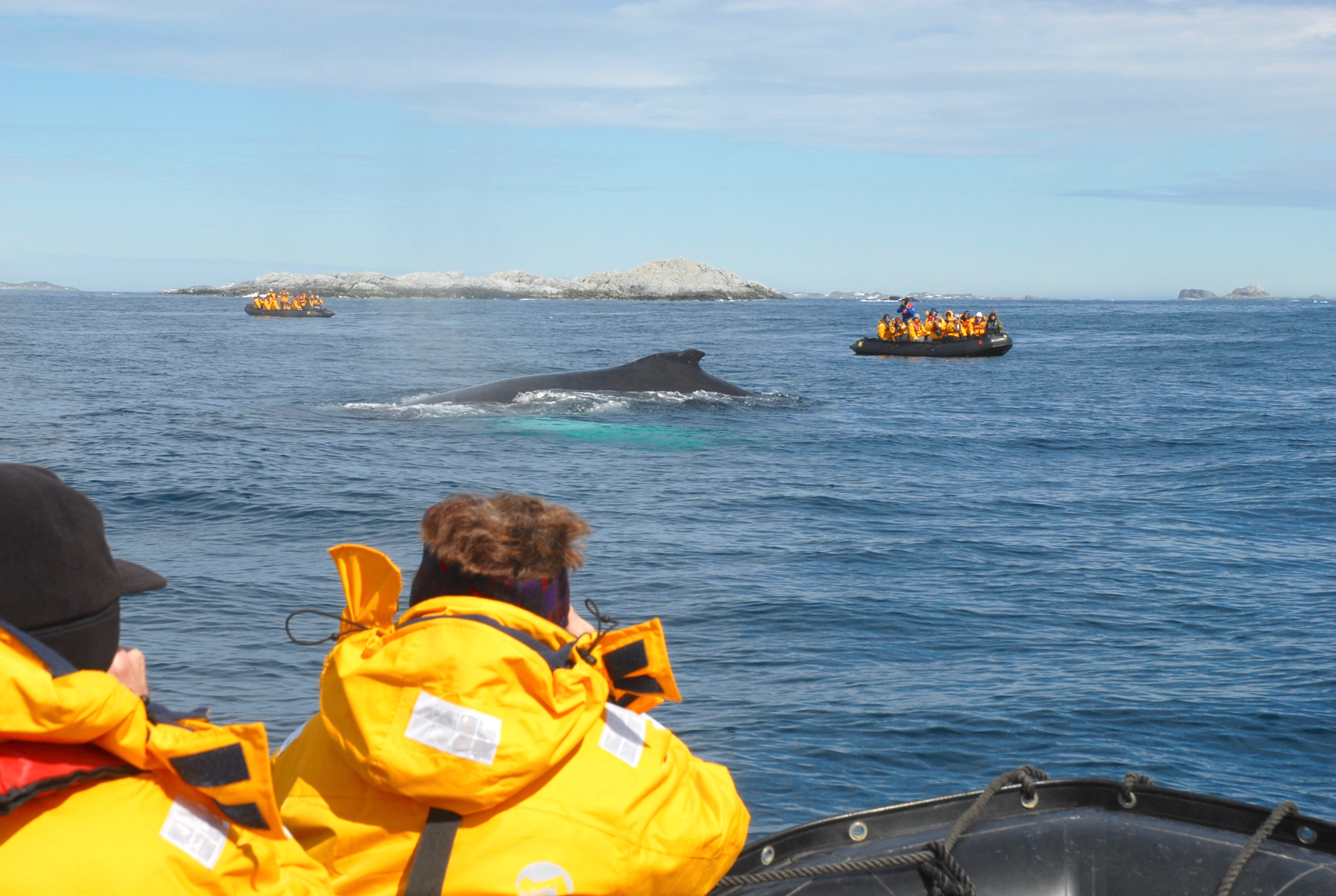 Antarctica, South Georgia & Falklands In Style