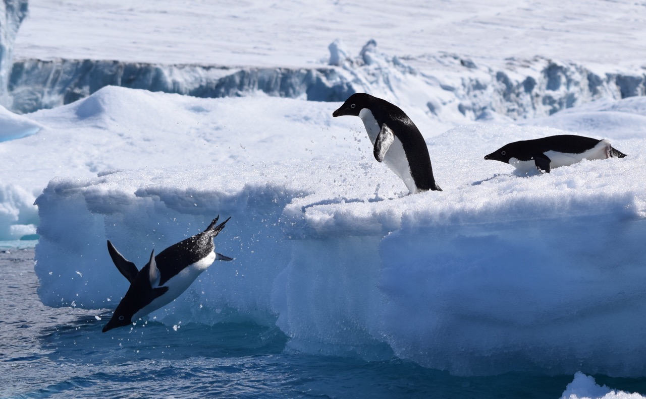 Adelie penguins jumping from icebergs into the sea, Antarctica