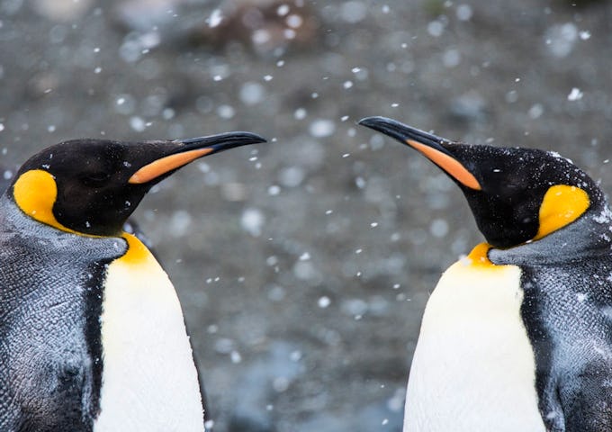 Snowy king penguins