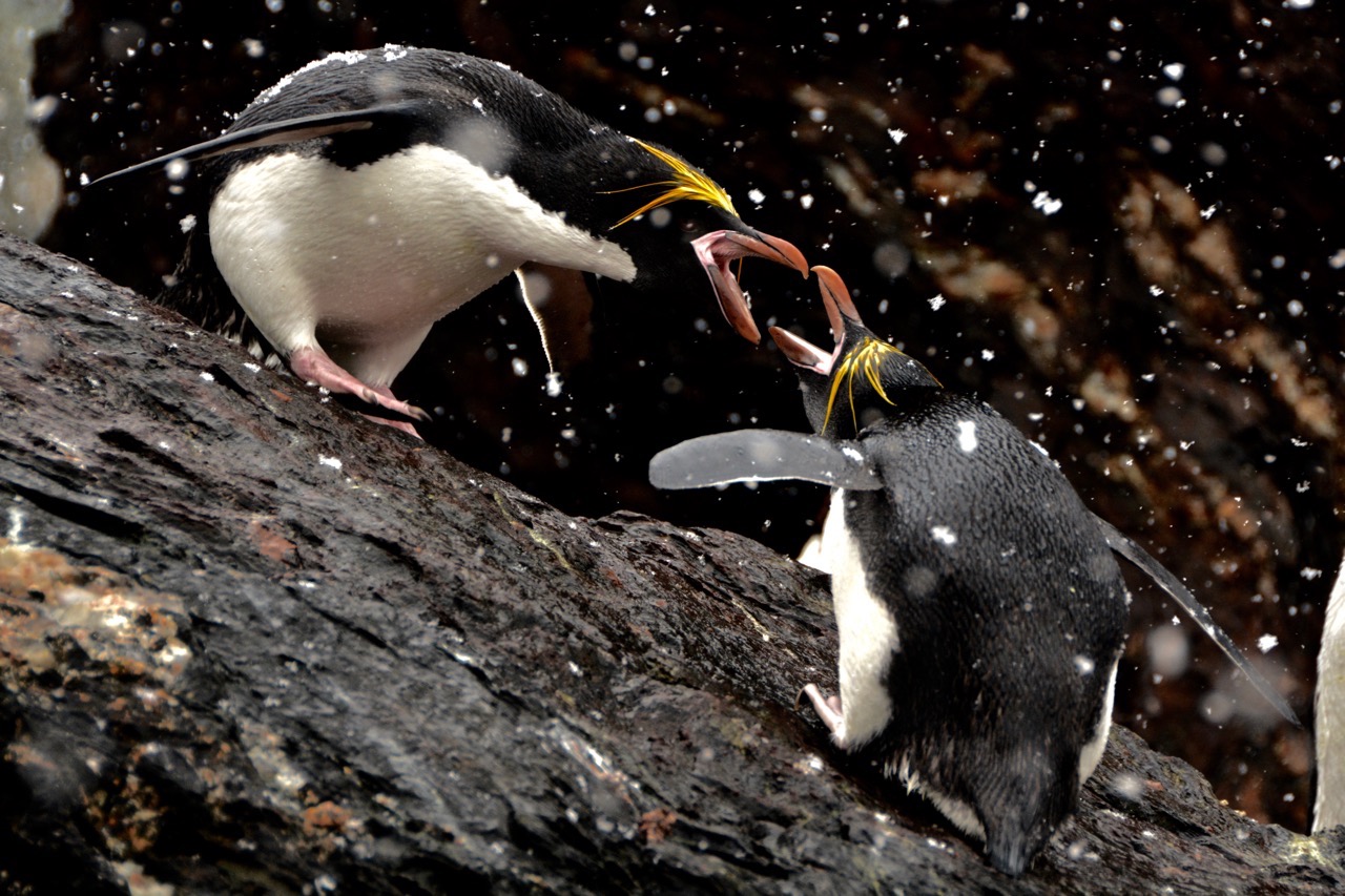 Photography Tours South Georgia