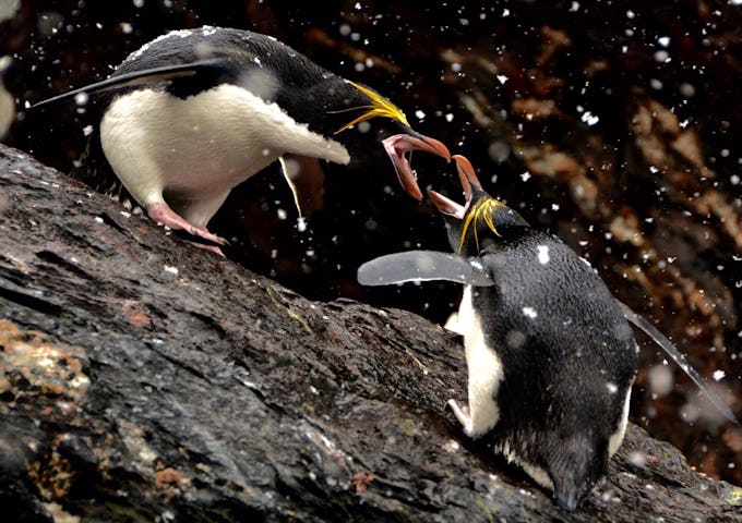 Photography Tours South Georgia