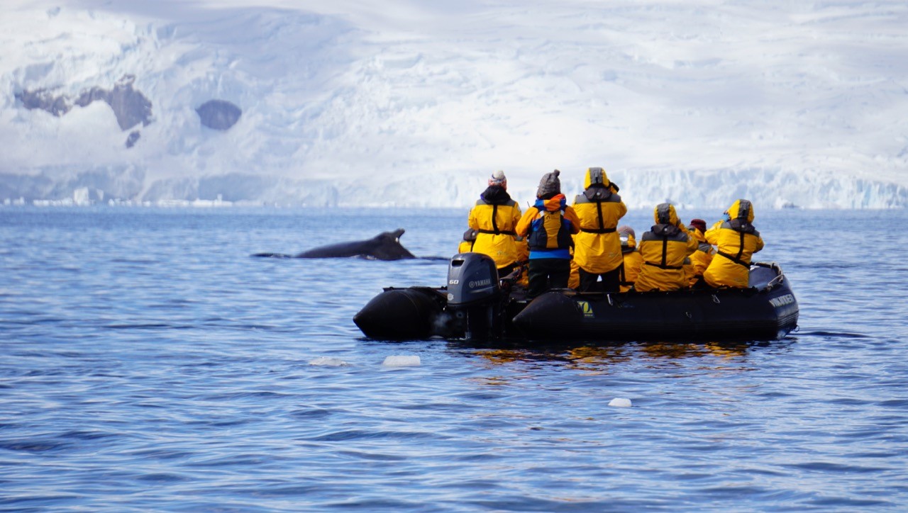 Whale spotting from a Zodiac, Antarctica