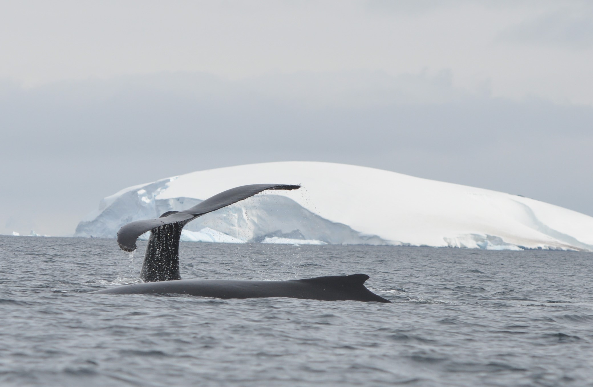 Antarctic Fly & Cruise Safari