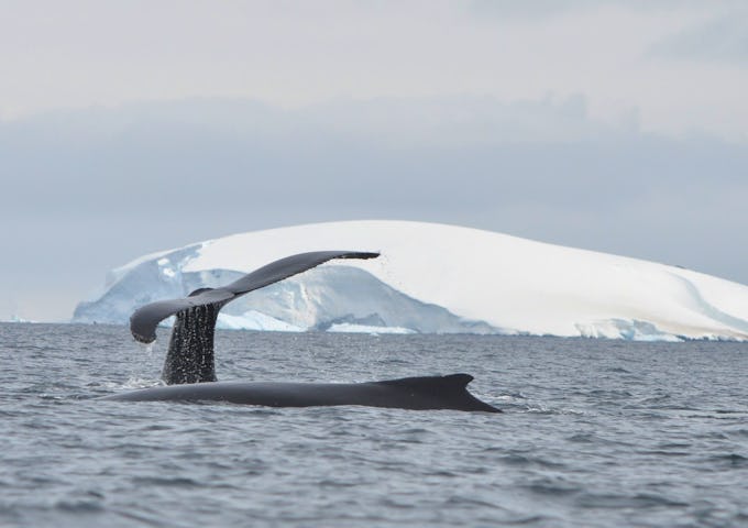 Antarctic Fly & Cruise Safari