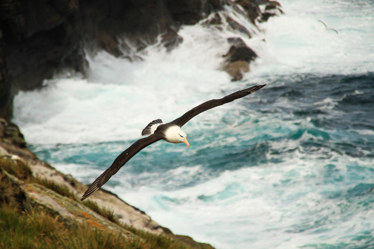 Ultimate Antarctica: South Georgia & Antarctic Circle
