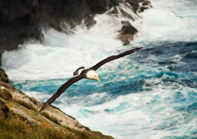 Photography Tours South Georgia