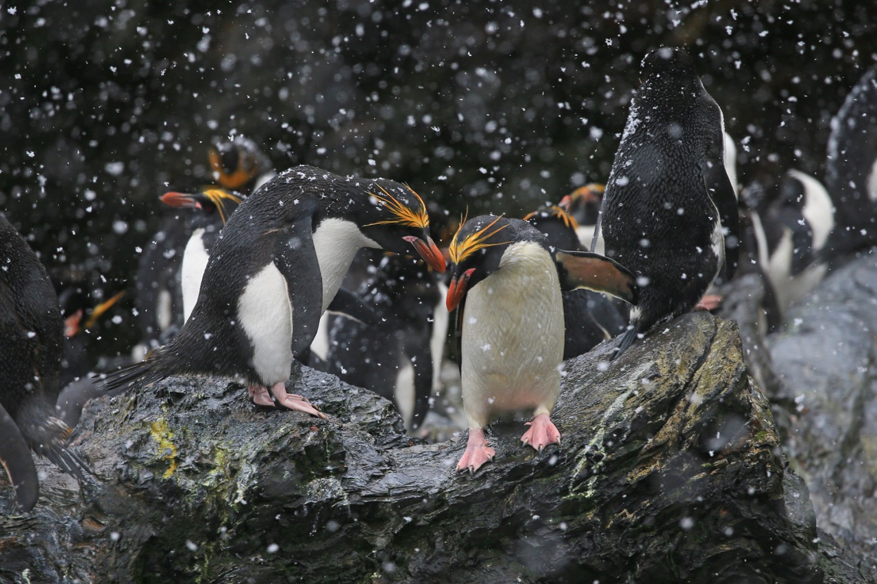 Ultimate Antarctica: South Georgia & Antarctic Circle