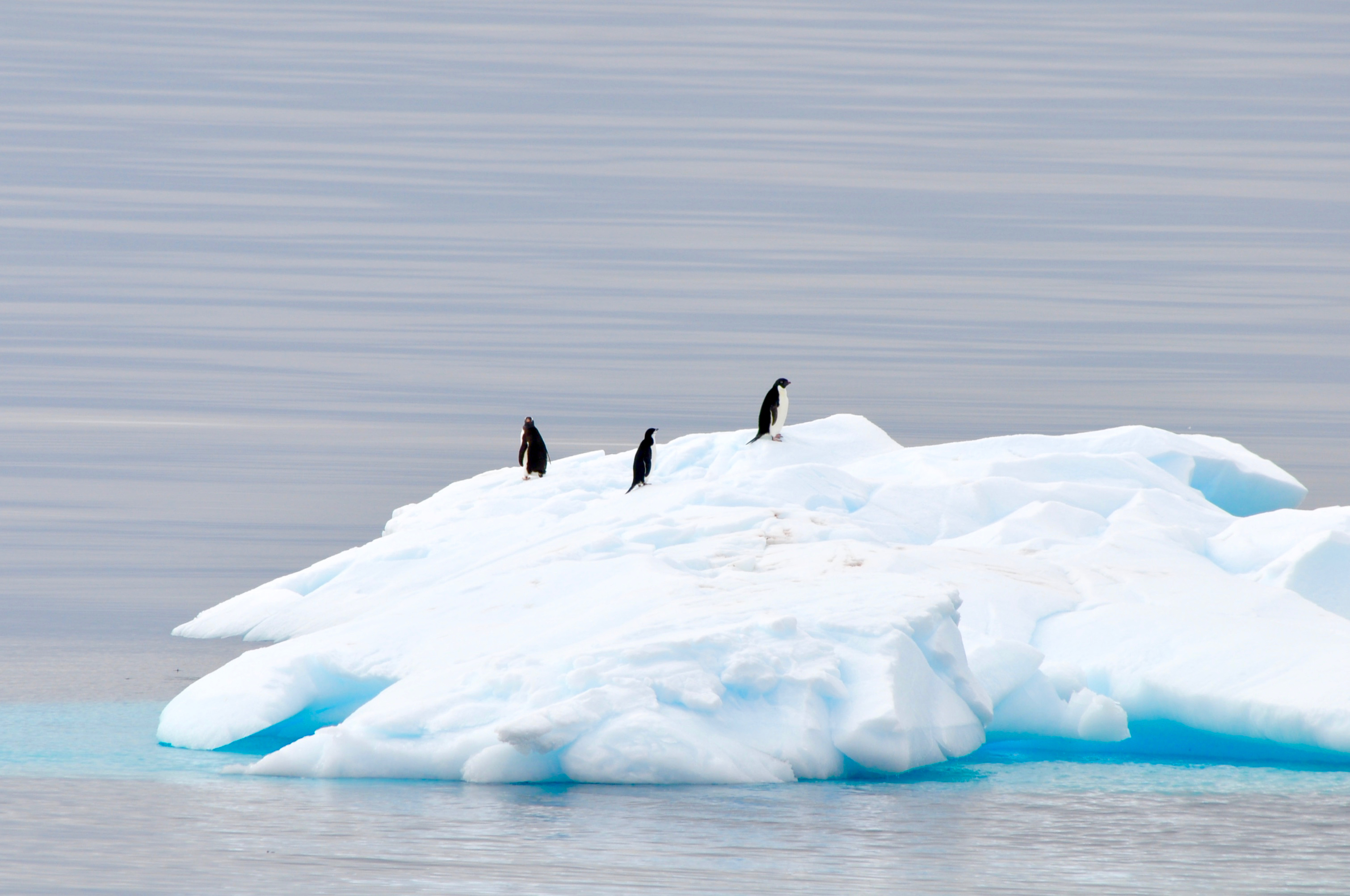 Antarctic Fly & Cruise Safari