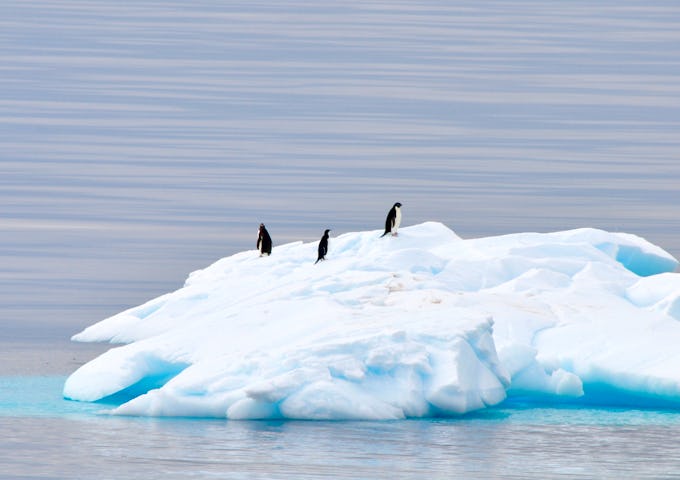 Antarctic Fly & Cruise Safari
