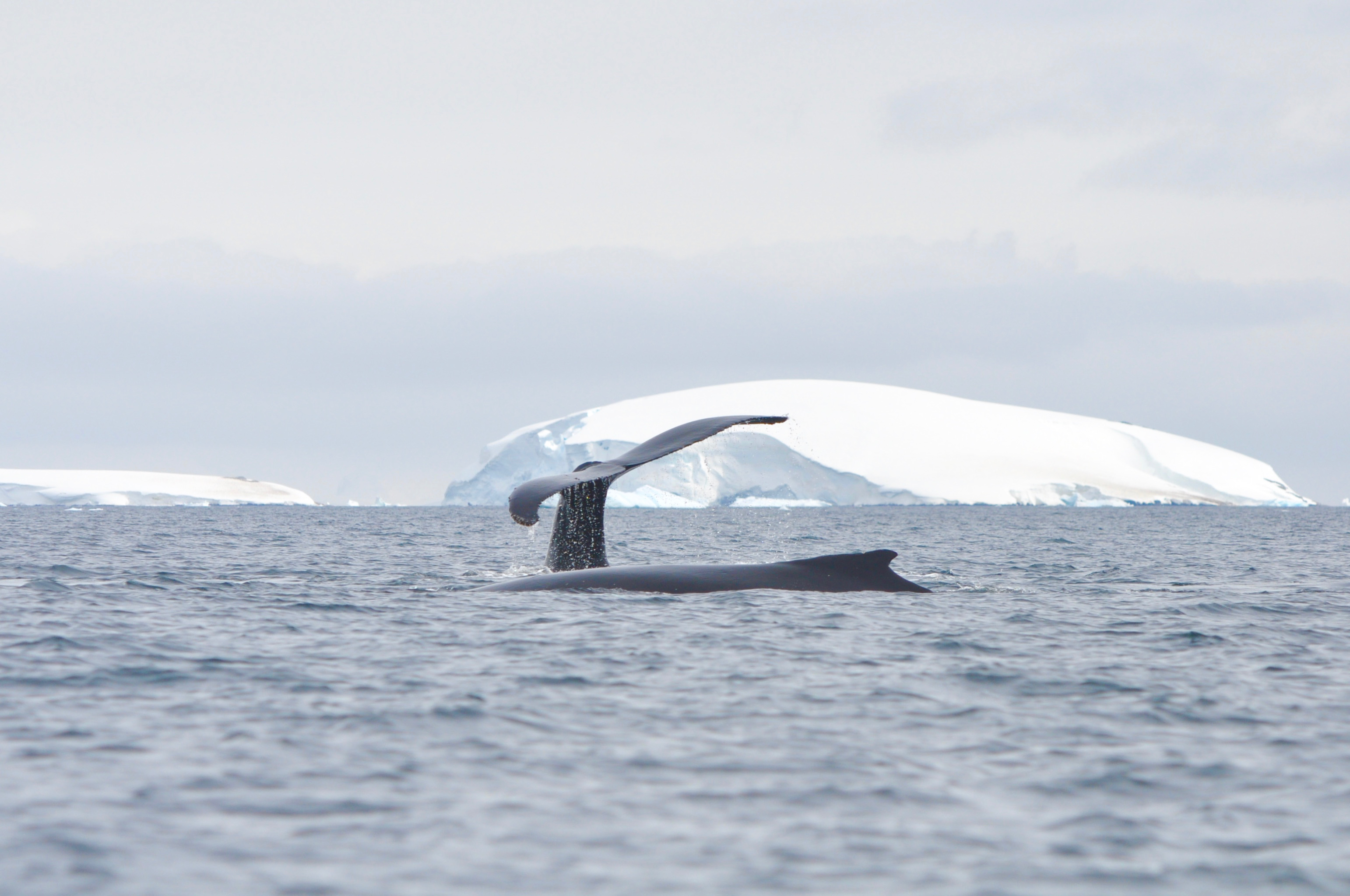 Fly & Cruise Polar Circle