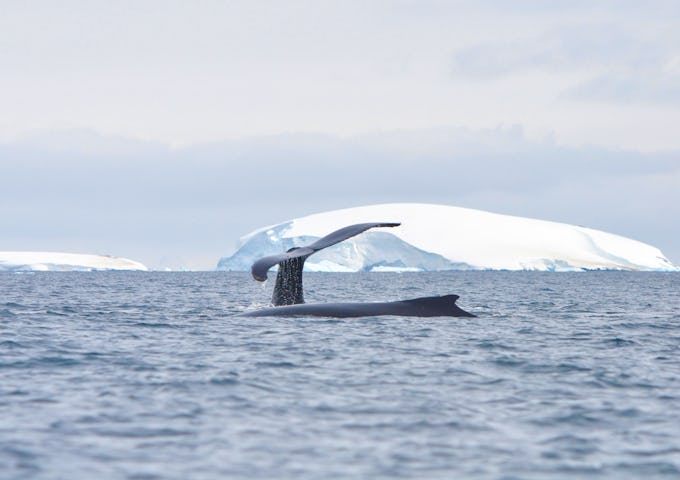 Fly & Cruise Polar Circle