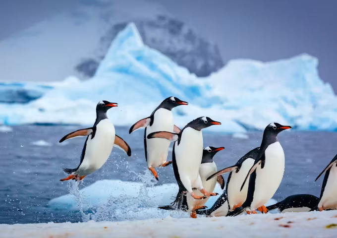 Gentoo penguins, Antarctica