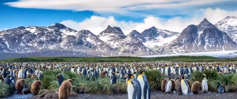 Antarctica, South Georgia & Falklands In Style