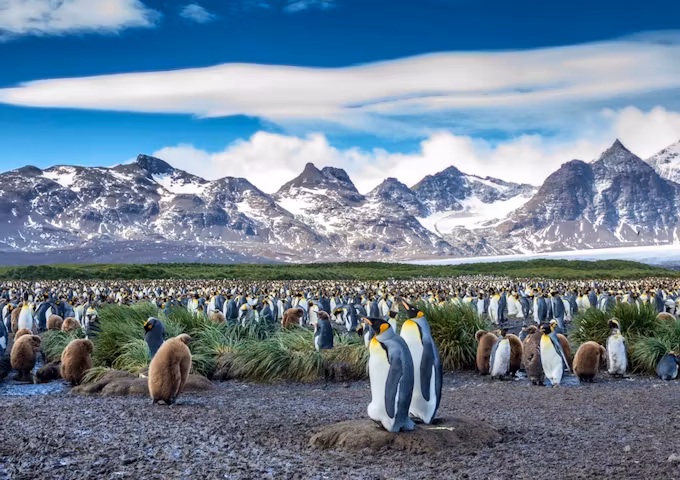 Antarctica, South Georgia & Falklands In Style