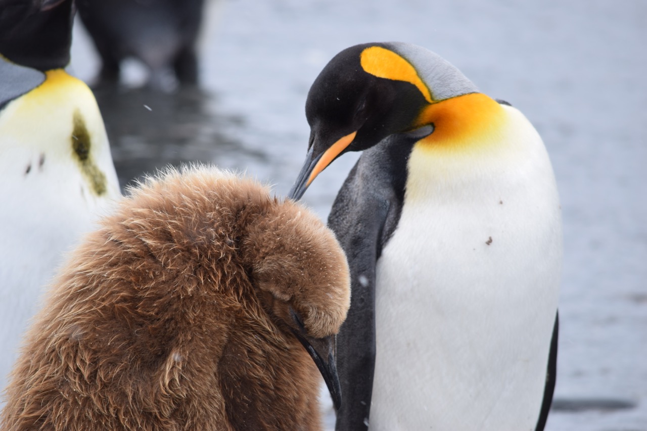 Ultimate Antarctica: South Georgia & Antarctic Circle