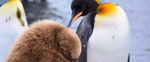 Ultimate Antarctica: South Georgia & Antarctic Circle