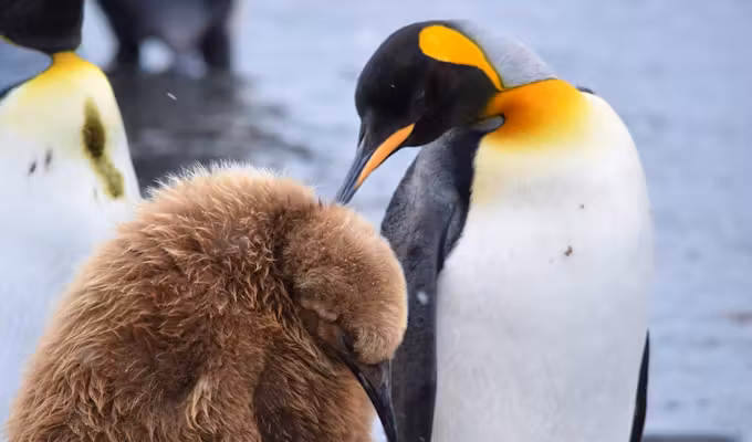 Ultimate Antarctica: South Georgia & Antarctic Circle