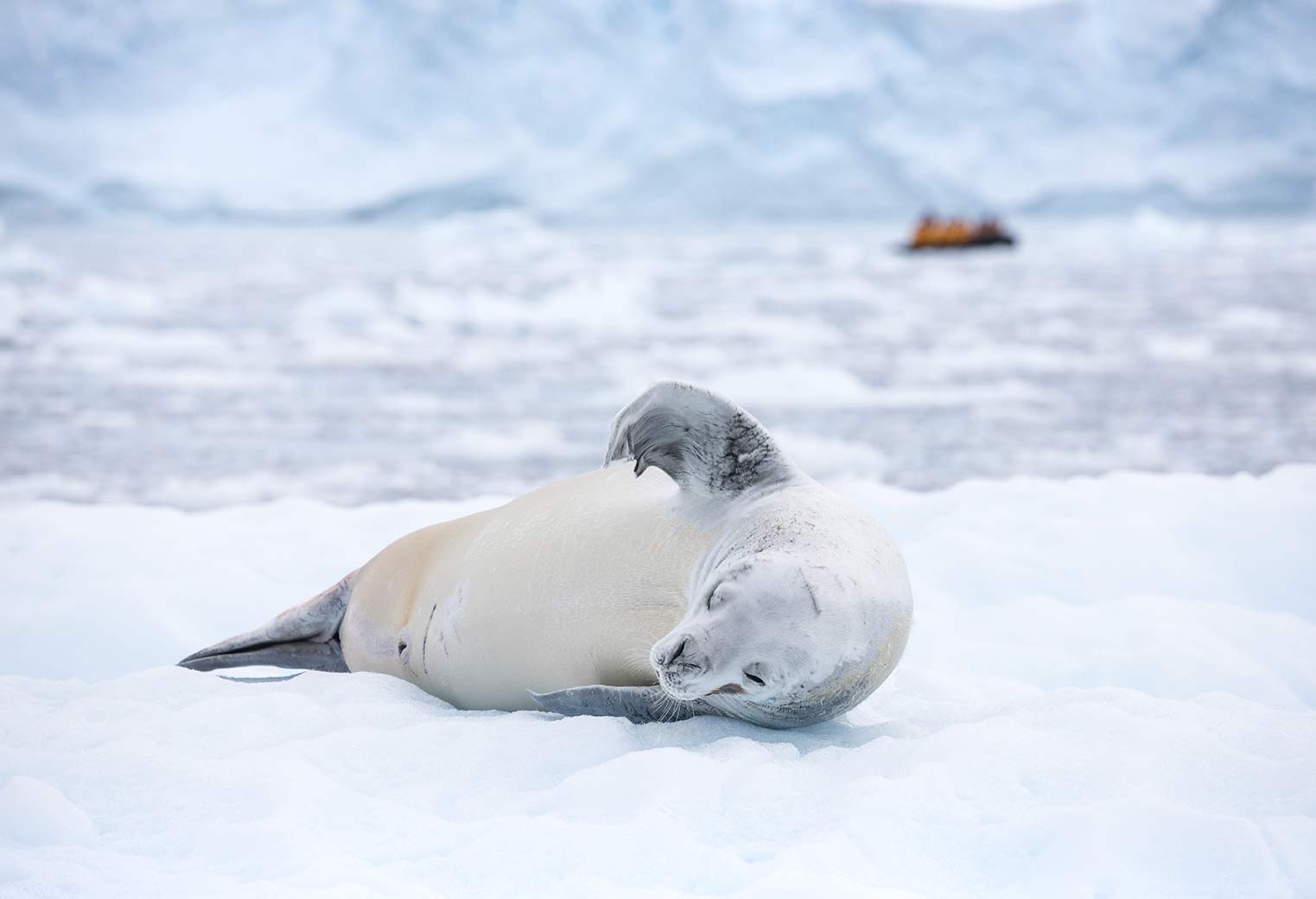 Crabeater seal at Paradise Harbour, Antarctica 