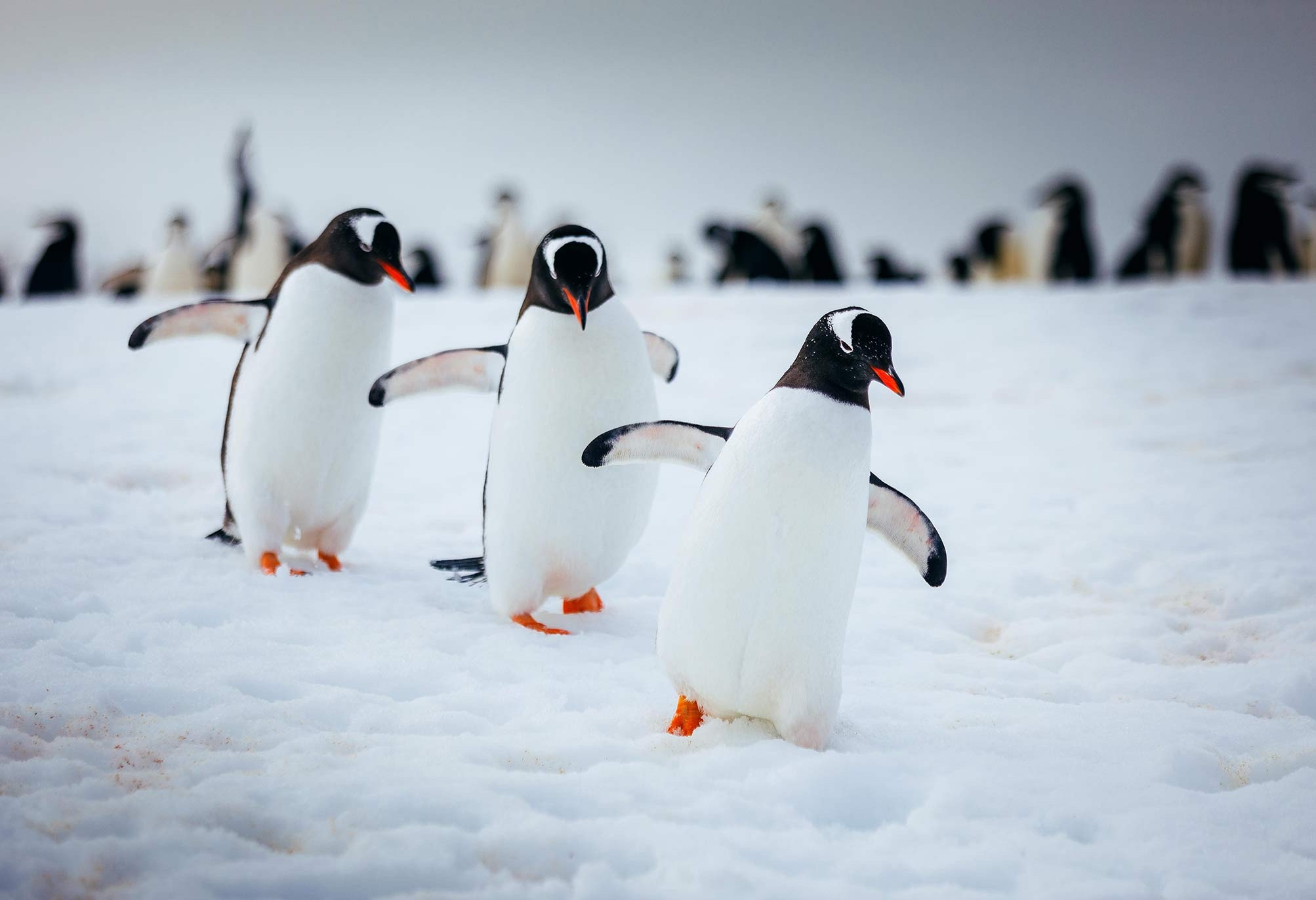 Gentoo penguins toddle through the snow 