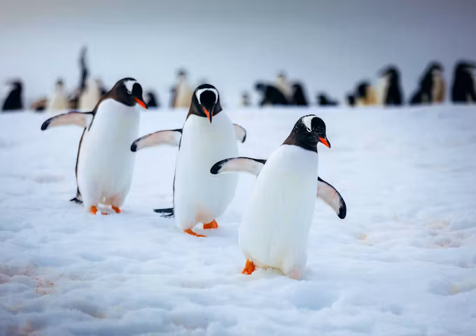 Gentoo penguins toddle through the snow