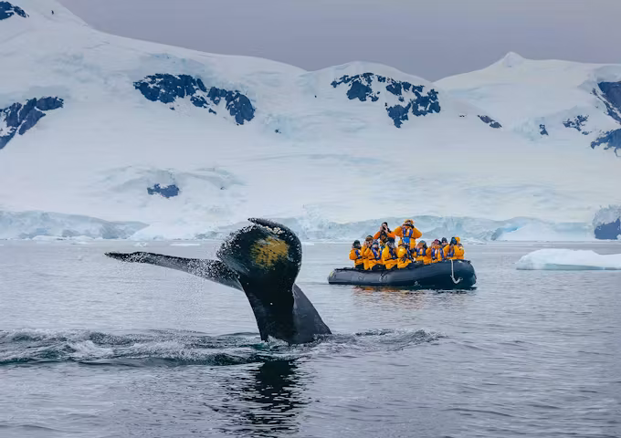 Whale spotting while zodiac cruising