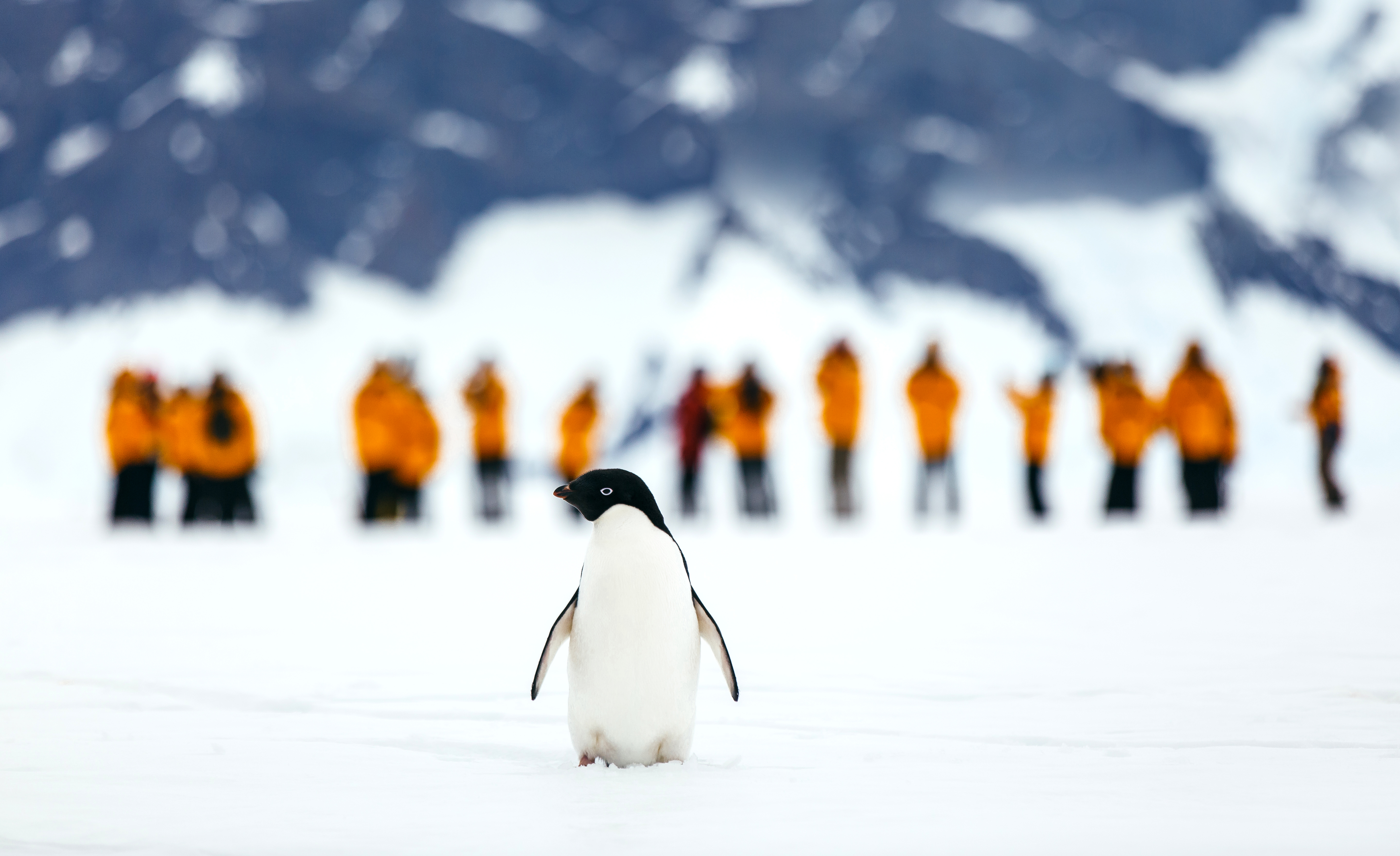 One Adelie penguin stands alone while a line of people are in the background 