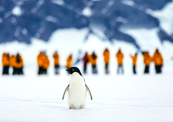 One Adelie penguin stands alone while a line of people are in the background