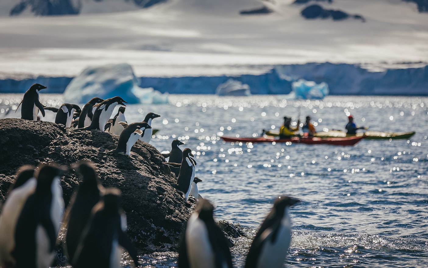 Penguins sit on a rock in Antarctica while people kayak in the background 